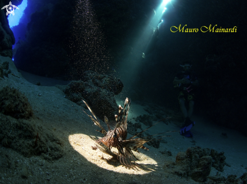 A Jackfish alley caves(Ras Mohammed)