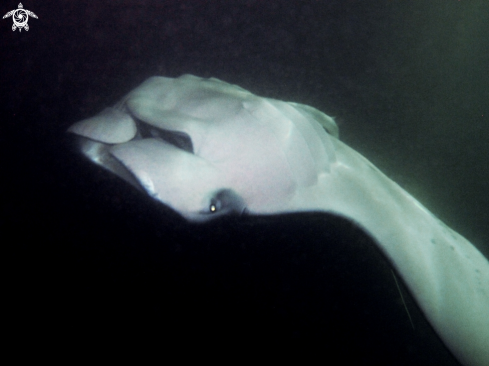 A Reef Manta Ray