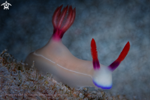 A Hypselodoris apolegma | Nudibranche