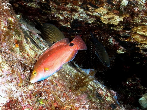 A  Symphodus mediterraneus | Tordo mediterraneo