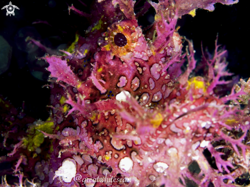 A Rhinopia (weedy scorpionfish)