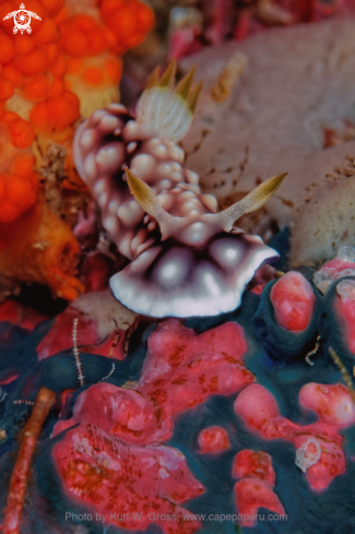 A Chromodoris geometrica | Pearl Nudi