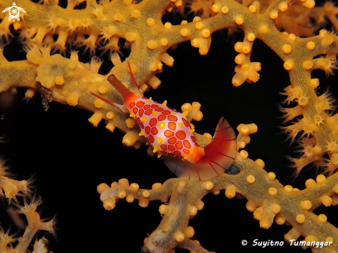 A Egg Cowry