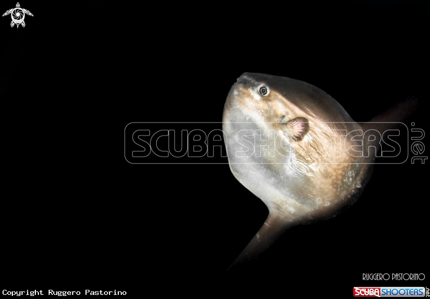 A Pesce luna