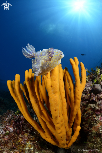 A Felimare picta | Nudibranch