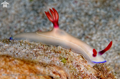 A Hypselodoris apolegma | Nudibrache