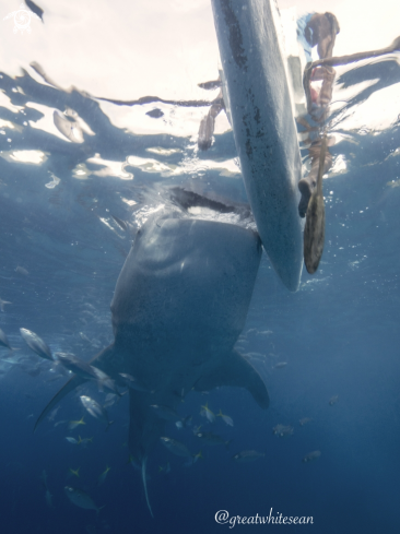 A Whale Shark