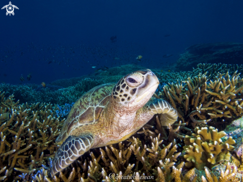 A Chelonia mydas | Green Turtle