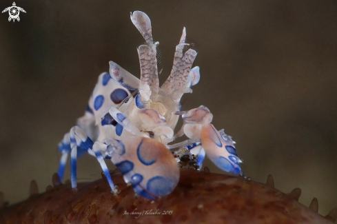 A Harlequin shrimp