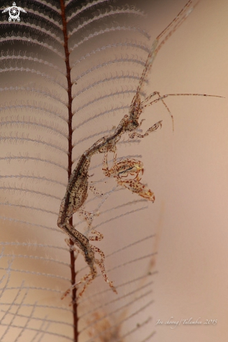 A Caprellidae | Skeleton shrimp