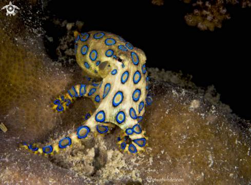 A Hapalochlaena | Blue Ring Octopus