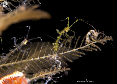 A Caprellidae | Skeleton shrimp