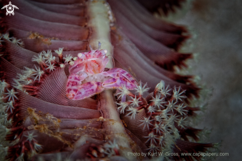 A Lissoporcellana sp. | Porcelan Crab with Egg's
