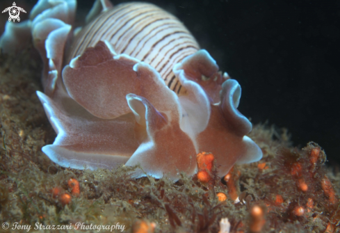 A Hydatina physis | Rose Petal Bubble