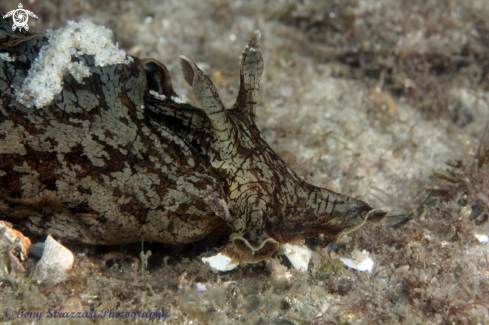 A Aplysia sydneyensis  | Sydney sea hare