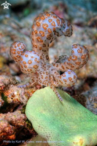 A phyllodesmium longicirrum | Solar Power