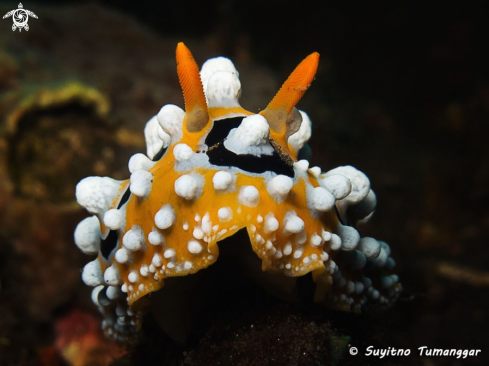 A Phyllidia ocellata | Nudibranch