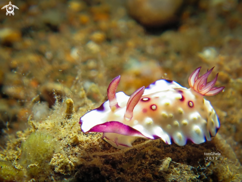 A Goniobranchus hintuanensis | Nudibranch 