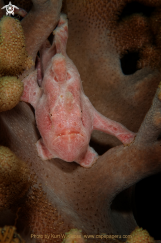 A Antennarius commerson | Giant Froggfish