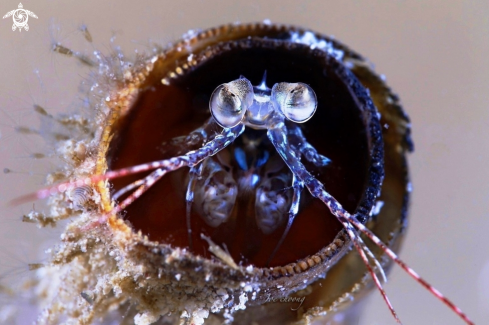 A Gondactylus chiragra | Mantis shrimp