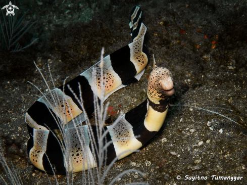 A Gymnothorax chlamydatus | Banded Mud Moray