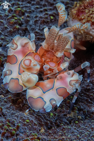 A Harlekin Shrimp