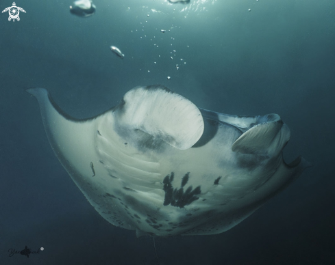 A Mantaray