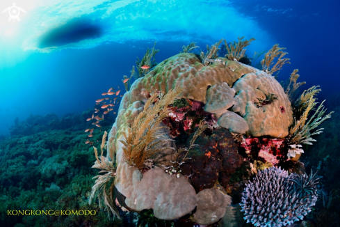 A Coral Reef