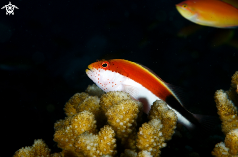 A Freckled Hawkfish