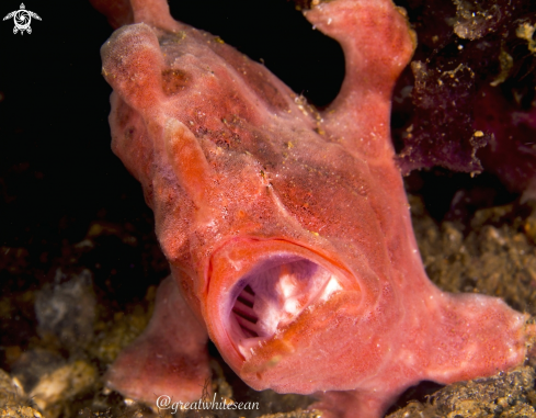 A Frogfish