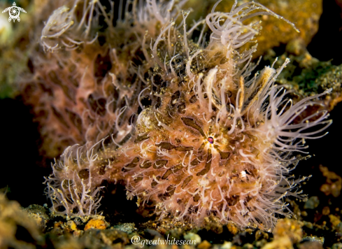 A Antennarius striatus | Hairy Frogfish