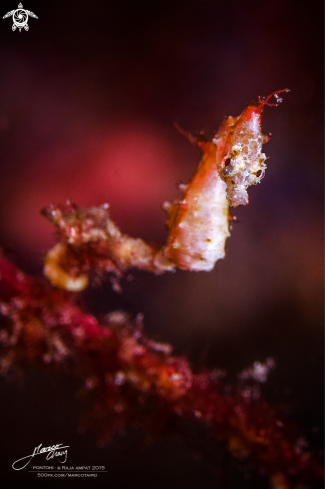 A Pontohi sea horse