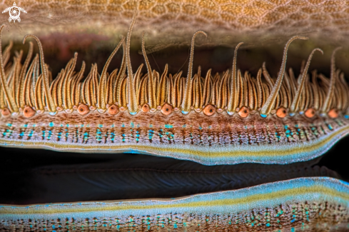 A Pedum spondyloideum | Iridescent Scallop