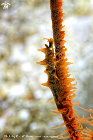 A Miropandalus hardingi | Dragon Shrimp
