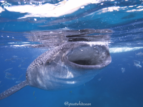 A Whale shark