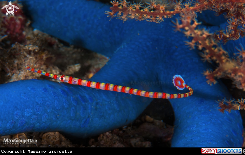 A ghost pipe fish striped 