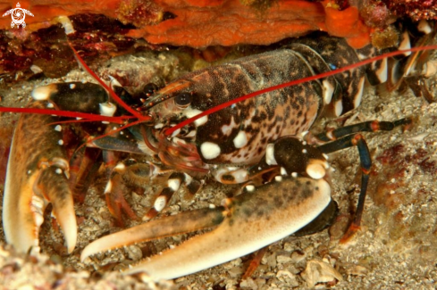 A Homarus gammarus | Astice.Lupicante.Longobardo