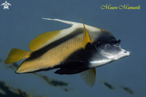 A Angelfish