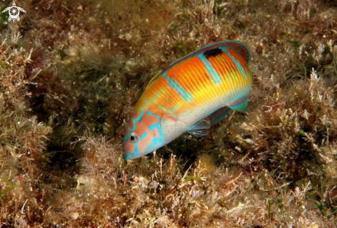 A Donzella pavonina