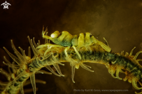 A pontonides unciger | Coral shrimp