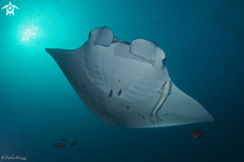 A Manta ray