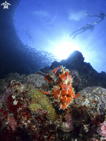 A Frog fish