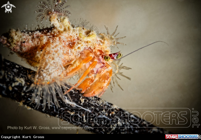A Hermite crab