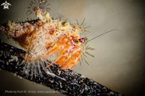 A hermit crabs | Hermite crab