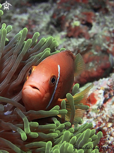 A Amphiprion nigripes | Clownfish