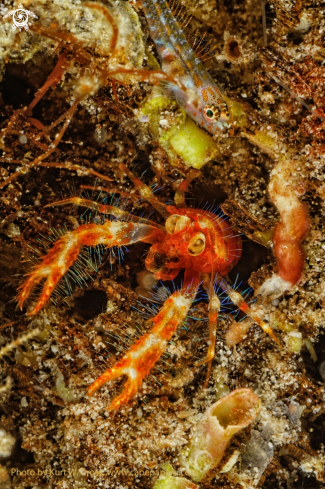 A Mundia olivarae | Freaky