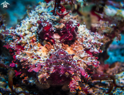 A Scorpion Fish