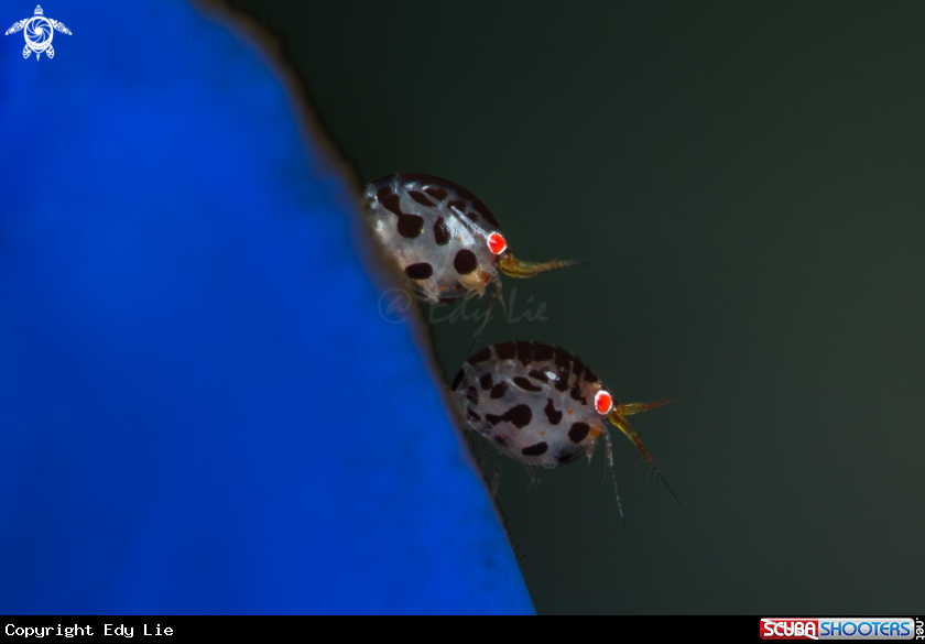 A Ladybugs
