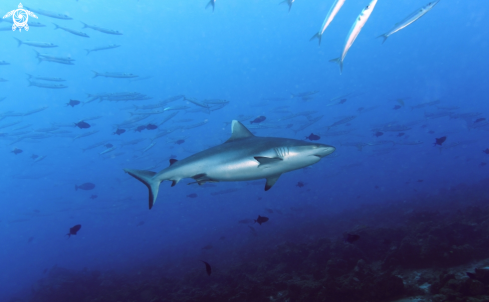 A Grey Reef Shark