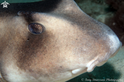 A Heterodontus galeatus | Crested Horn Shark